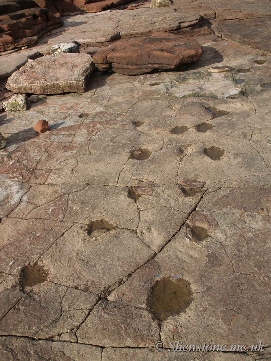 Track of Dinosaur Footprints in Triassic sandstone, Bendrick Rocks, Wales, UK