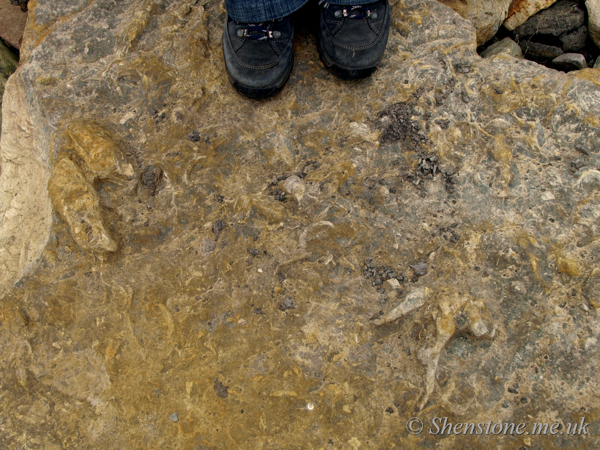 Dinosaur Footprints in Jurassic sandstone, Burniston, Yorkshire, UK