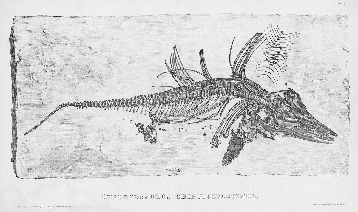 From The book of the great sea-dragons, Ichthyosauri and Plesiosauri  gedolim taninim, of Moses. Extinct monsters of the ancient earth.