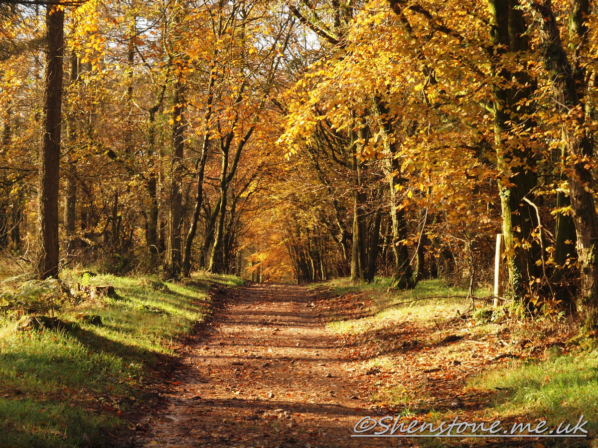 Wentwood, Newport, Wales  