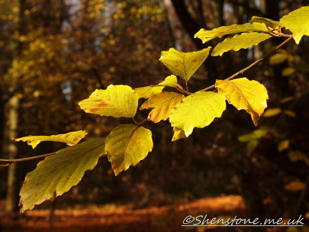 Wentwood, Newport, Wales  
