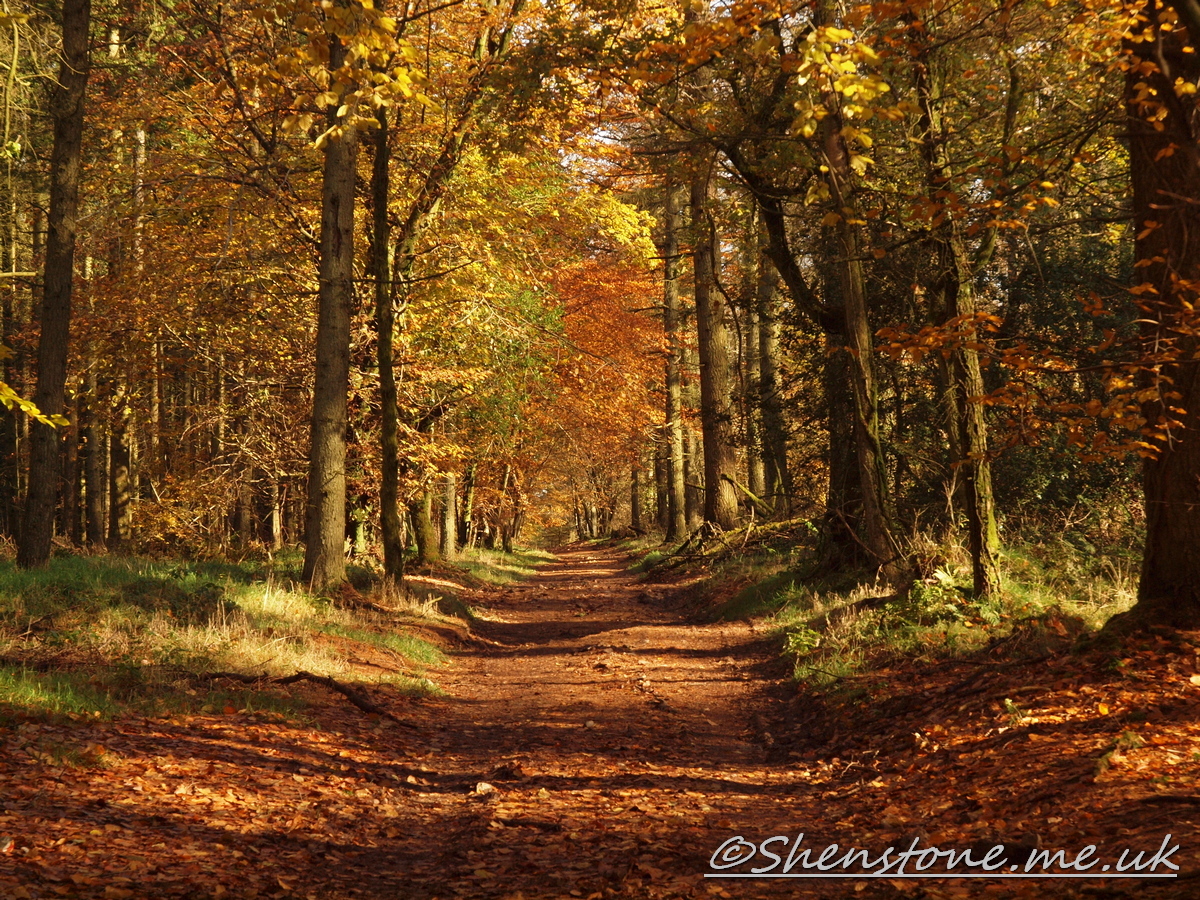 Wentwood, Newport, Wales  
