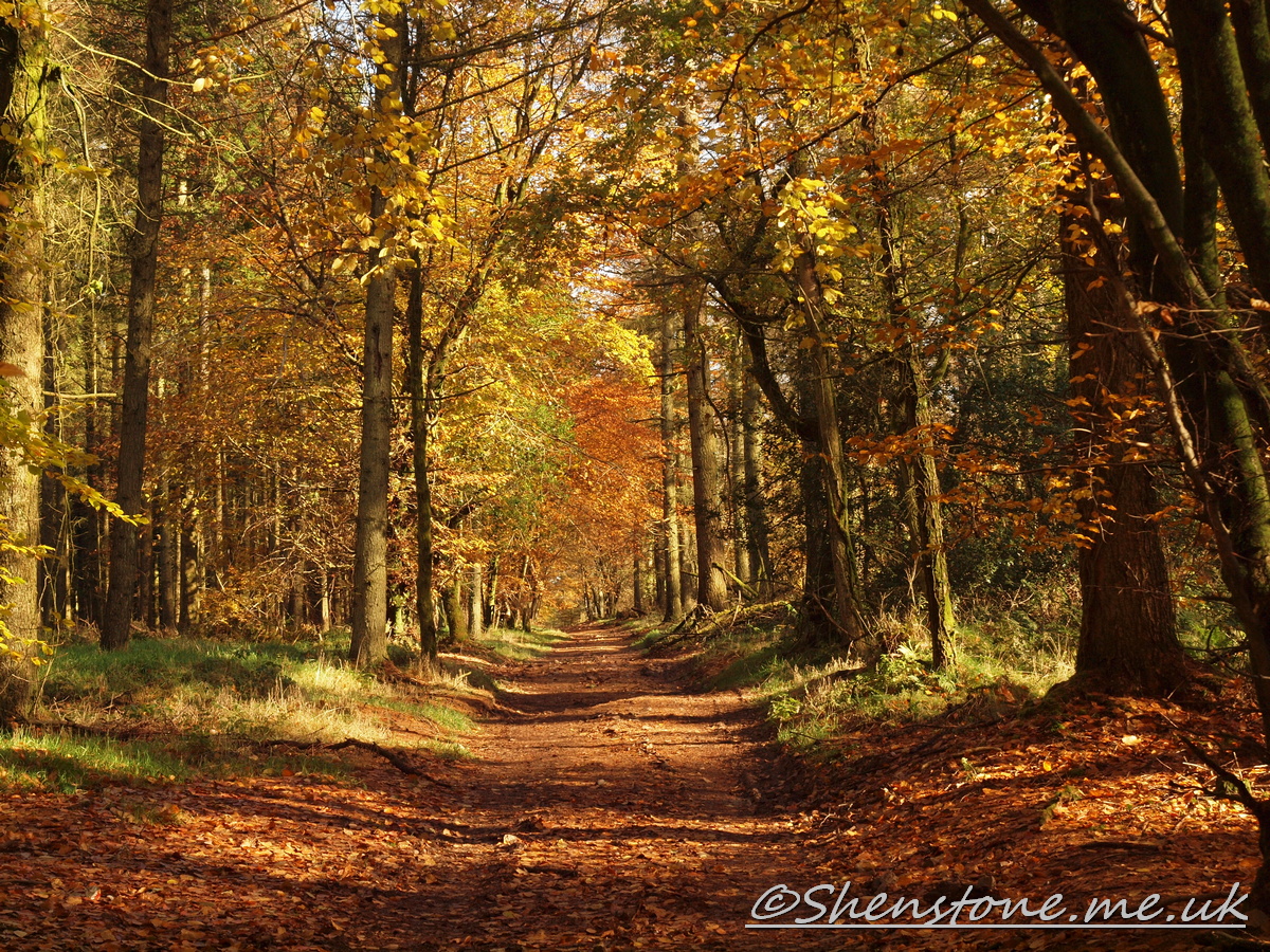 Wentwood, Newport, Wales  