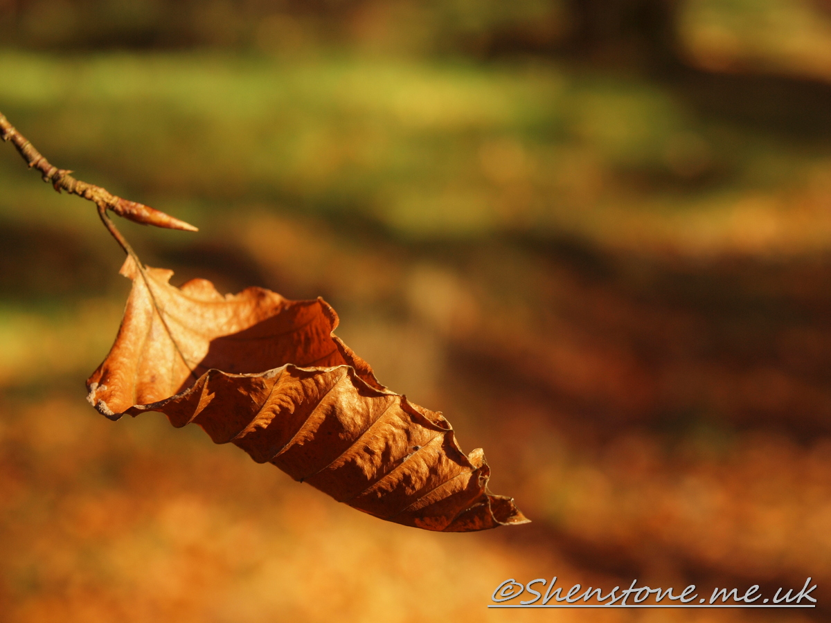 Wentwood, Newport, Wales  