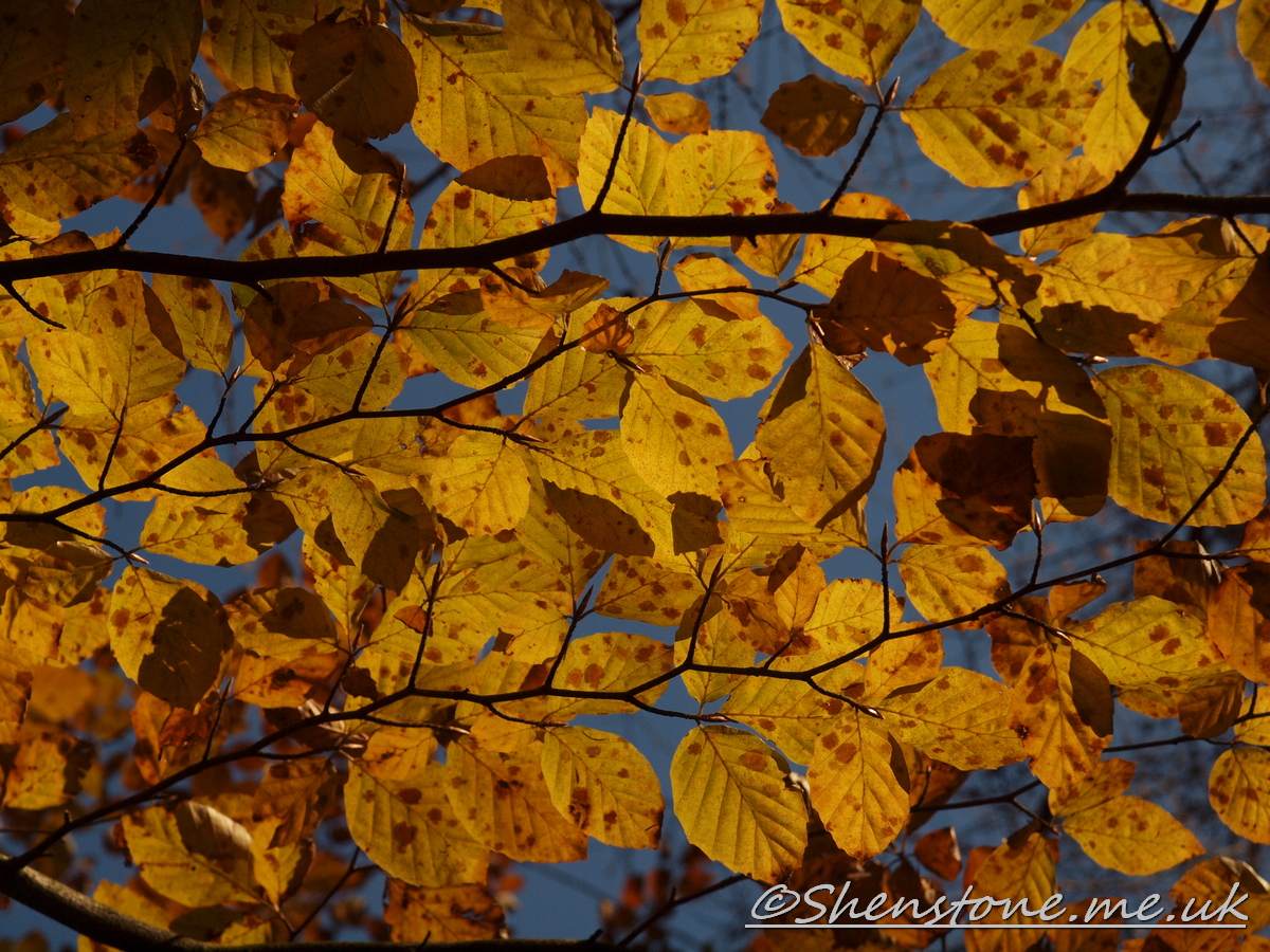 Wentwood, Newport, Wales  