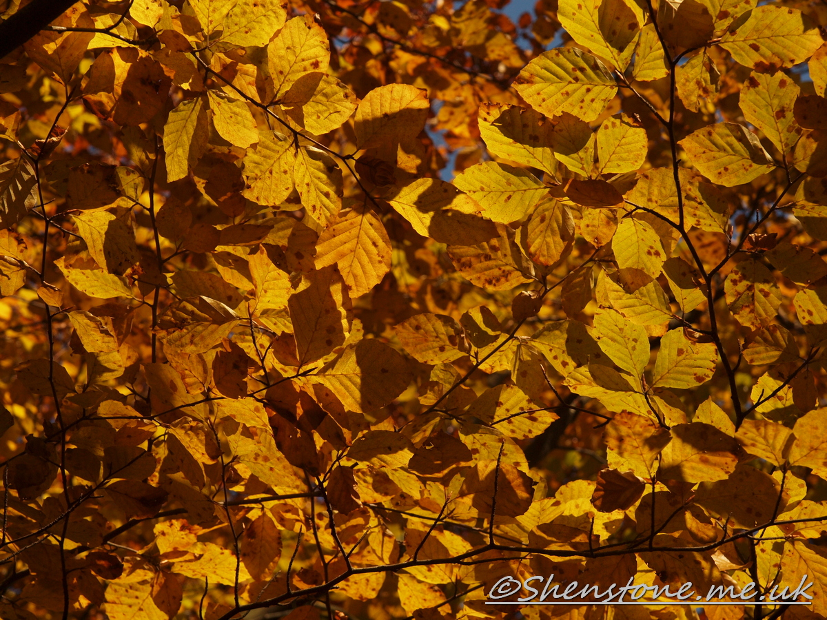 Wentwood, Newport, Wales  