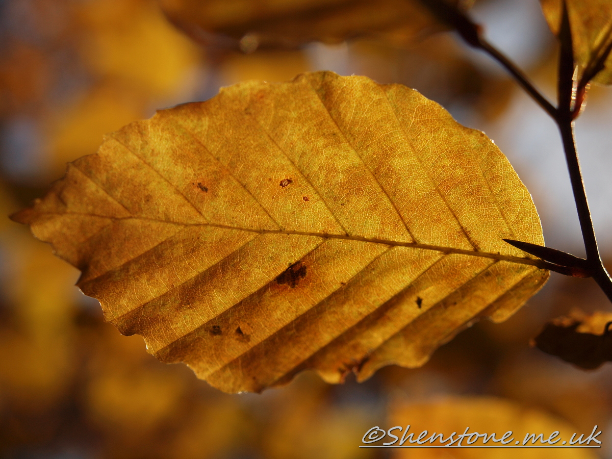 Wentwood, Newport, Wales  