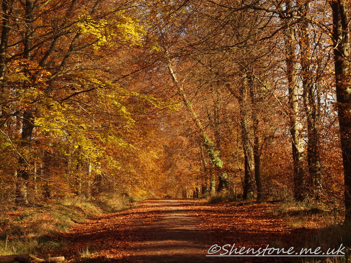 Wentwood, Newport, Wales  