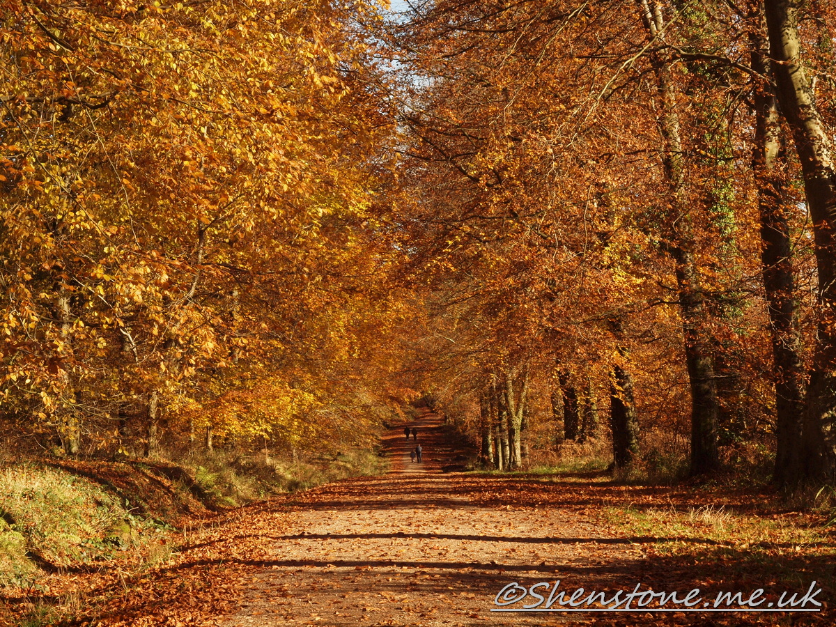 Wentwood, Newport, Wales  