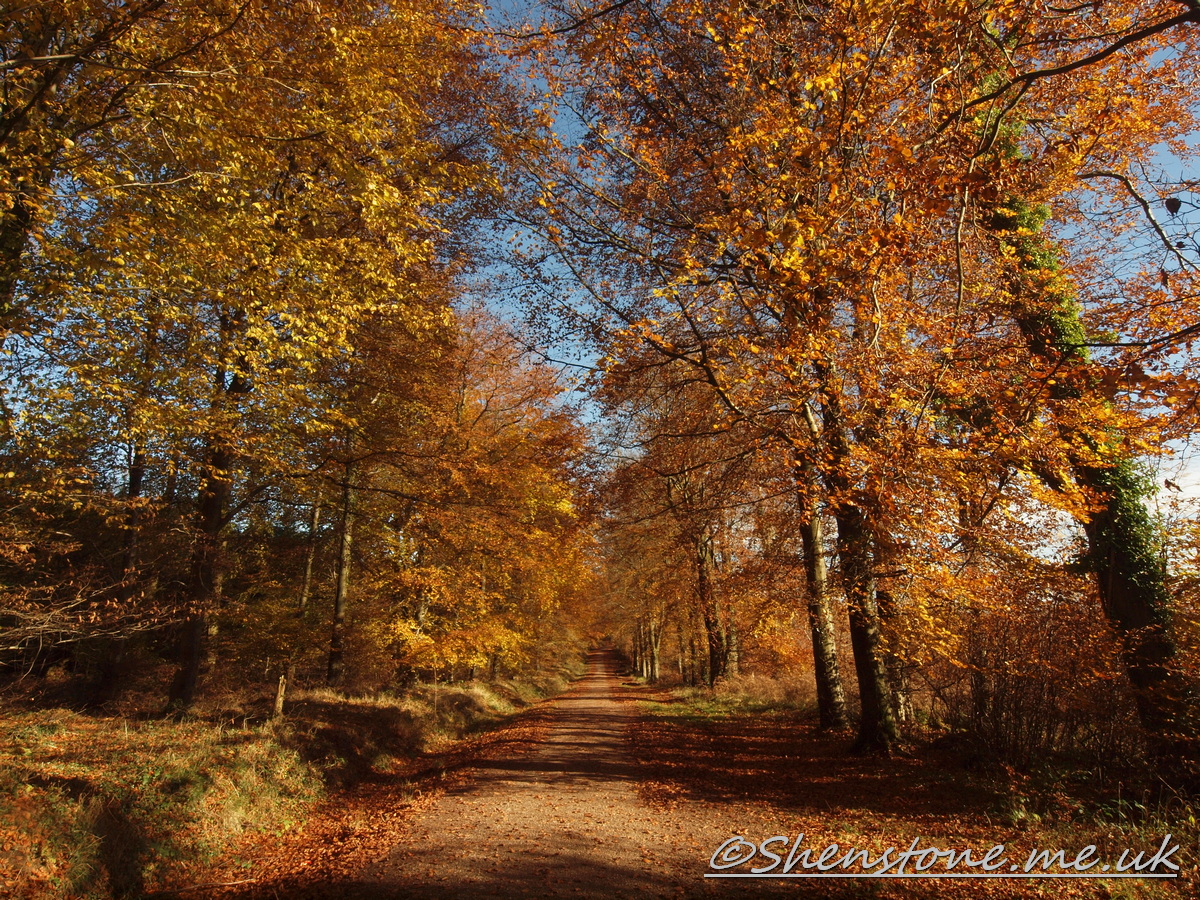 Wentwood, Newport, Wales  