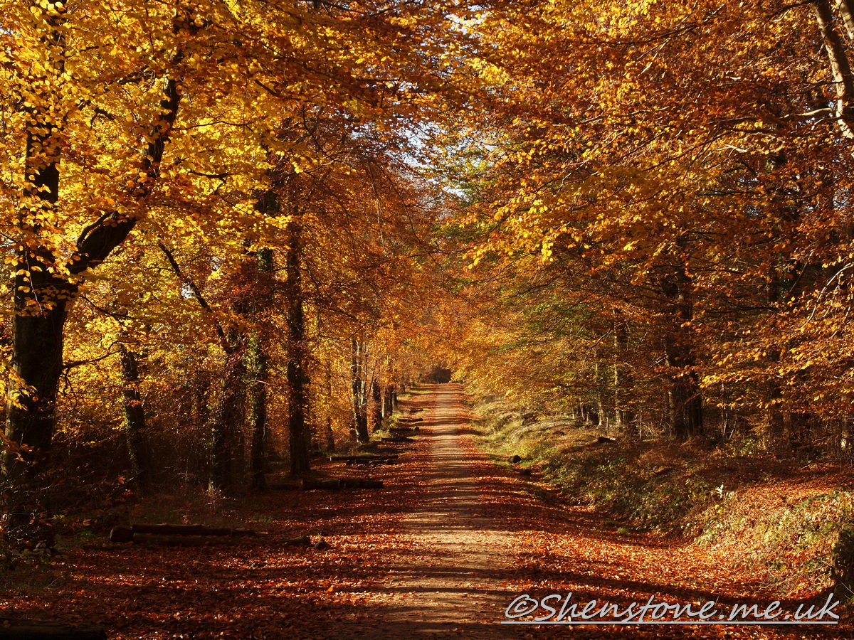 Wentwood, Newport, Wales  