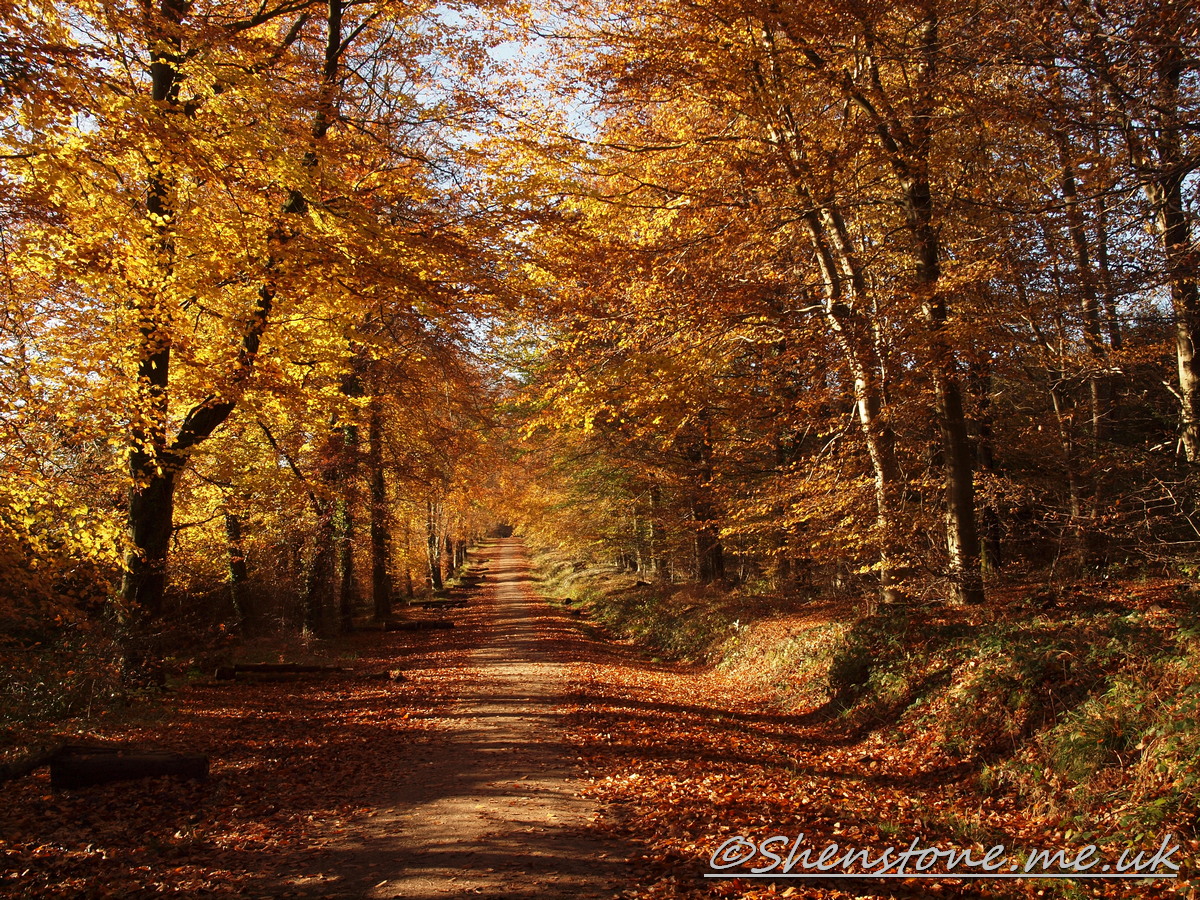 Wentwood, Newport, Wales  