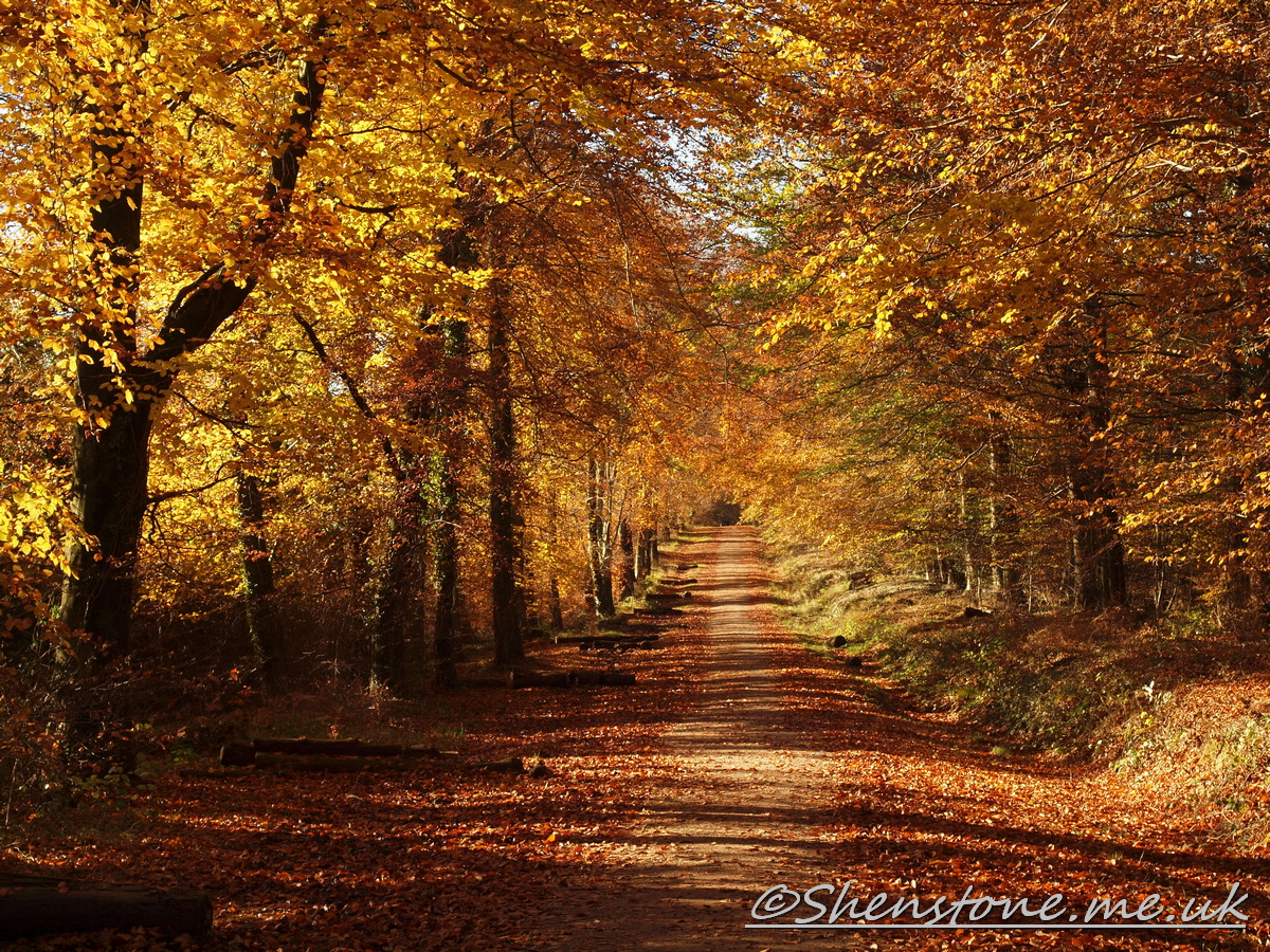 Wentwood, Newport, Wales  