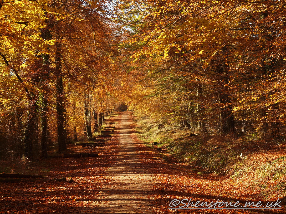Wentwood, Newport, Wales  