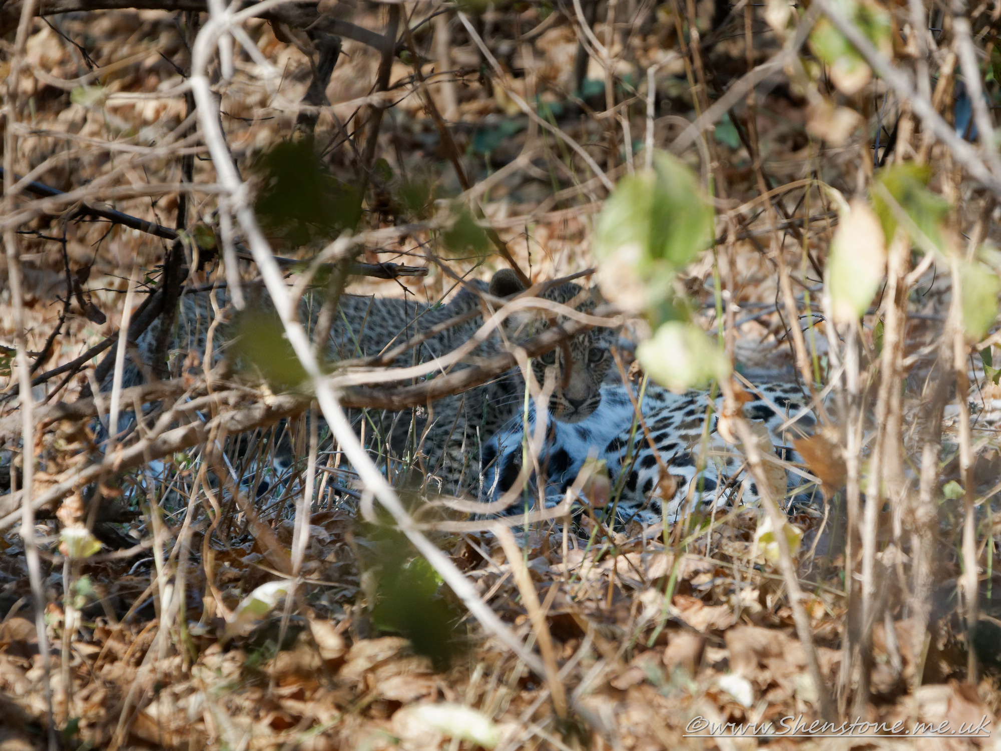Leopard, South Luangwa, Zambia      