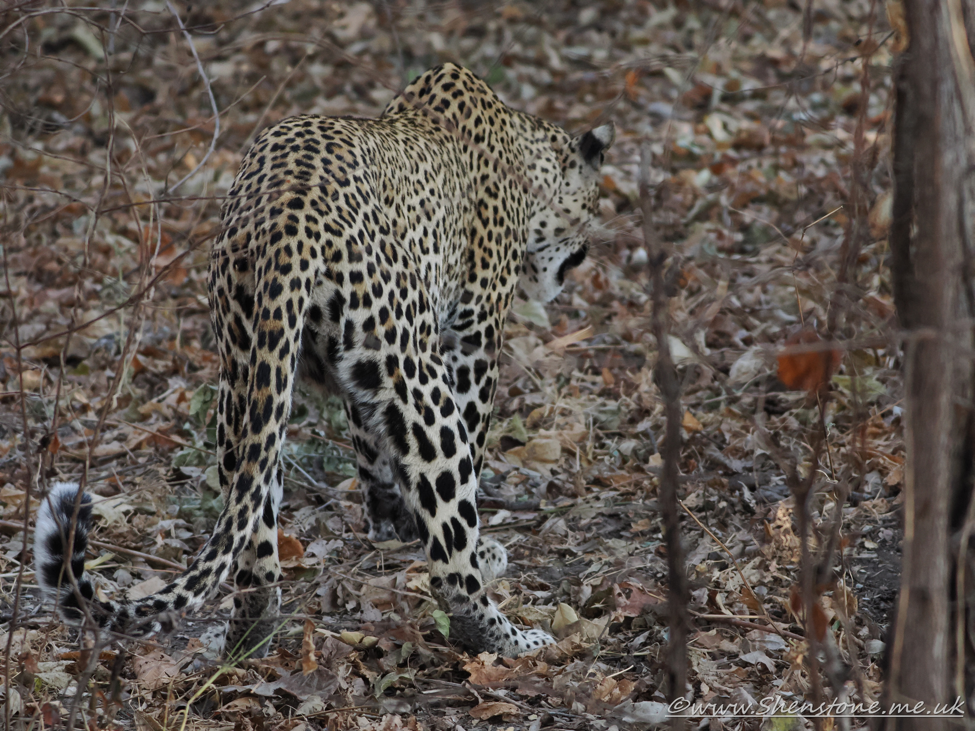 Leopard, South Luangwa, Zambia      