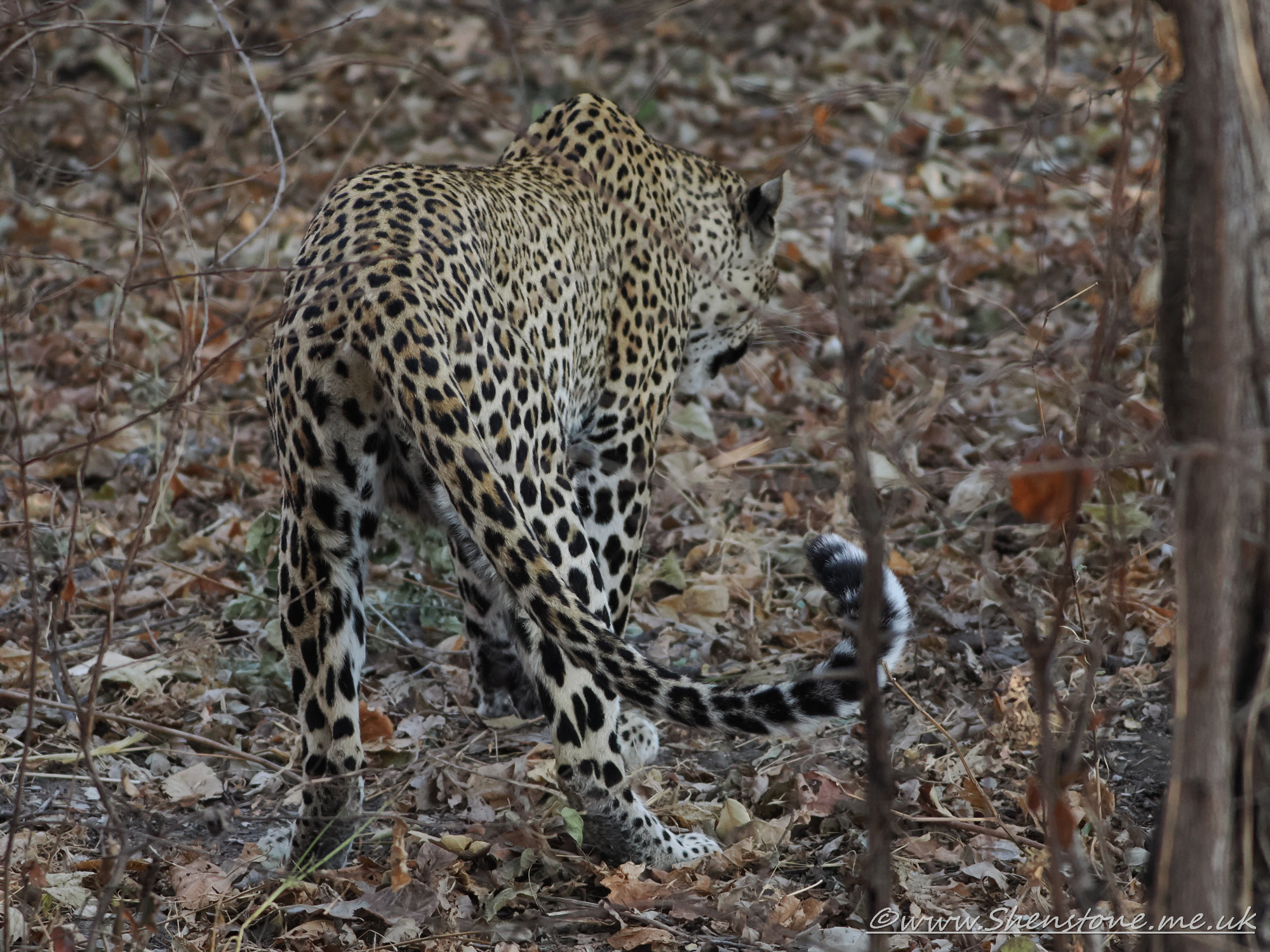Leopard, South Luangwa, Zambia      