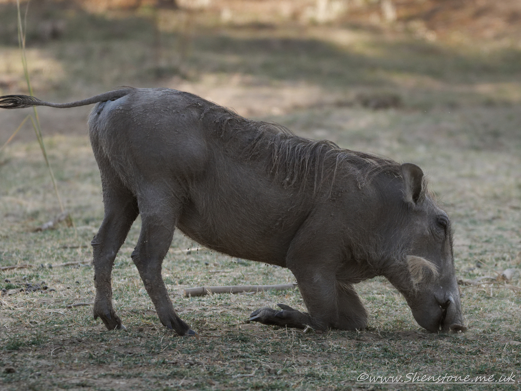 Warthog, South Luangwa, Zambia      