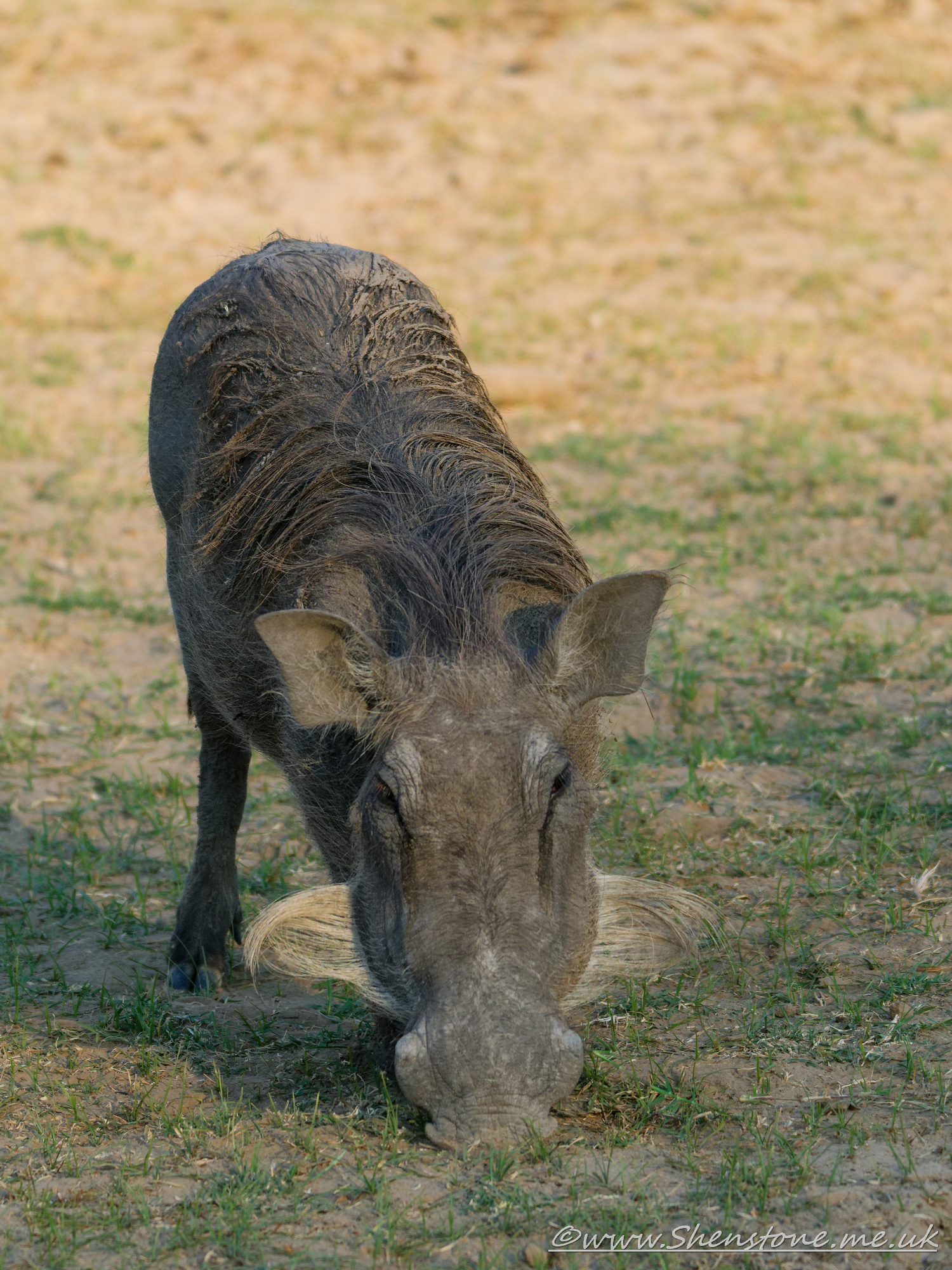 Warthog, South Luangwa, Zambia      