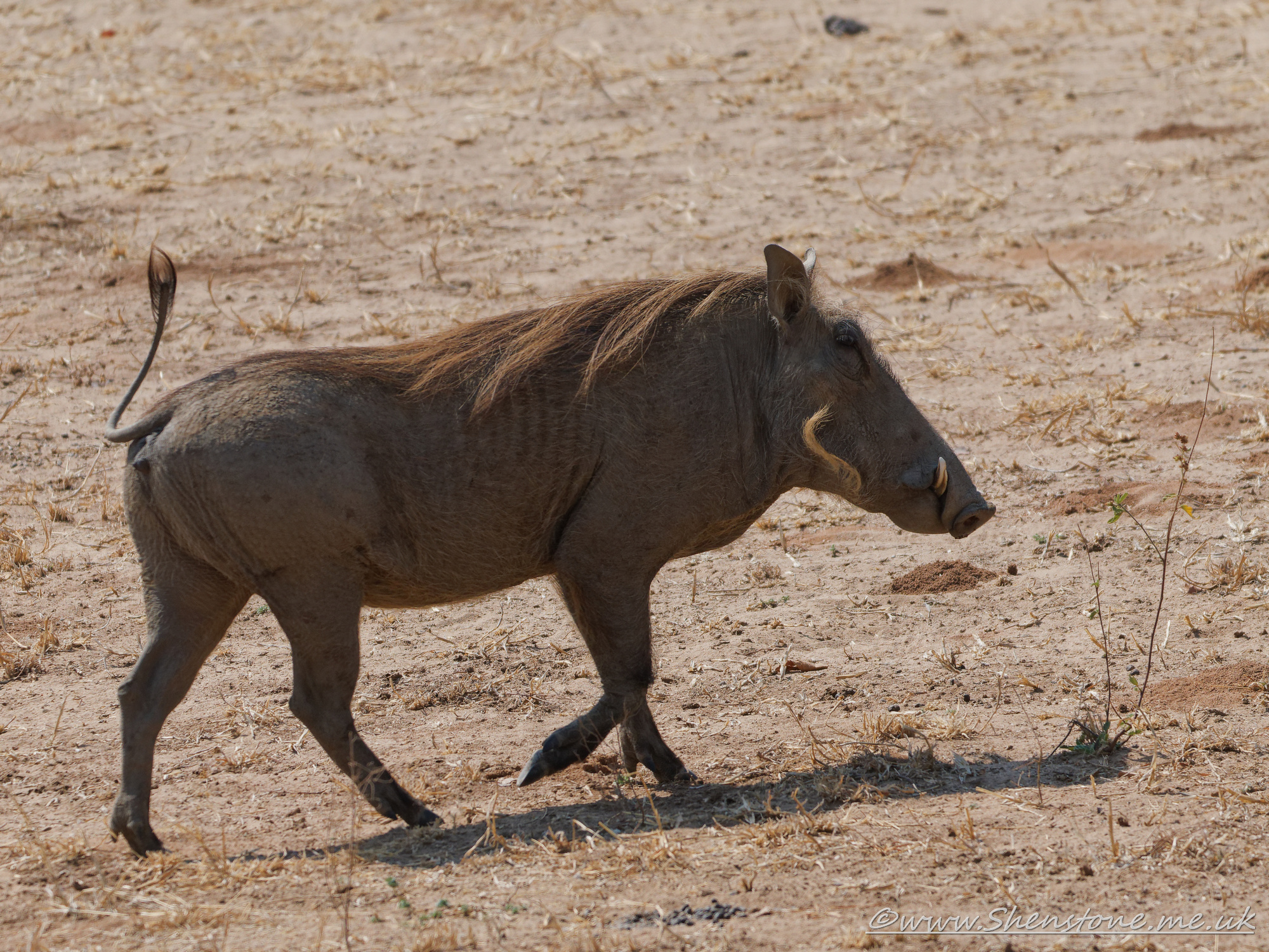 Warthog, South Luangwa, Zambia      