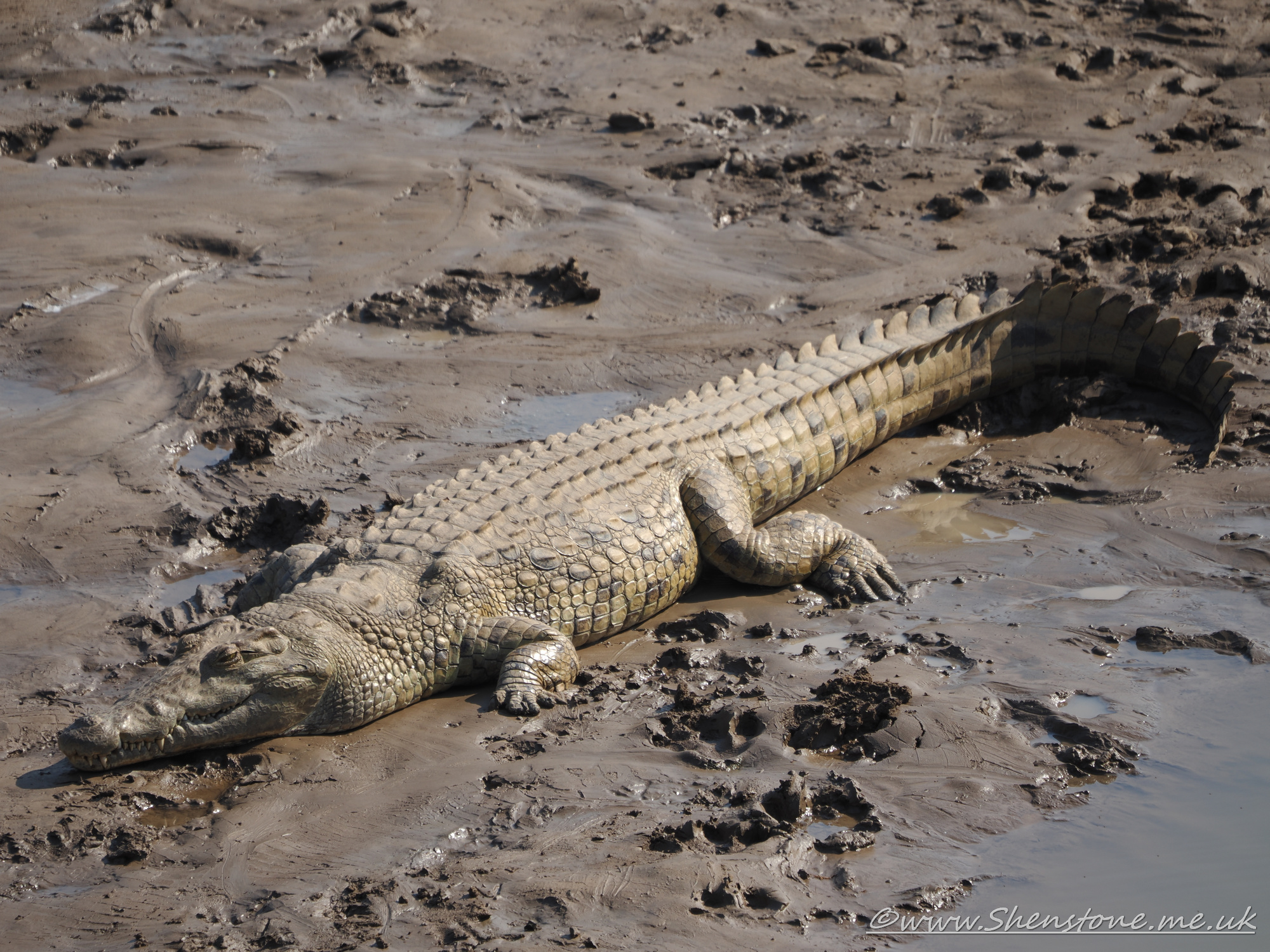 Crocodile, South Luangwa, Zambia    
