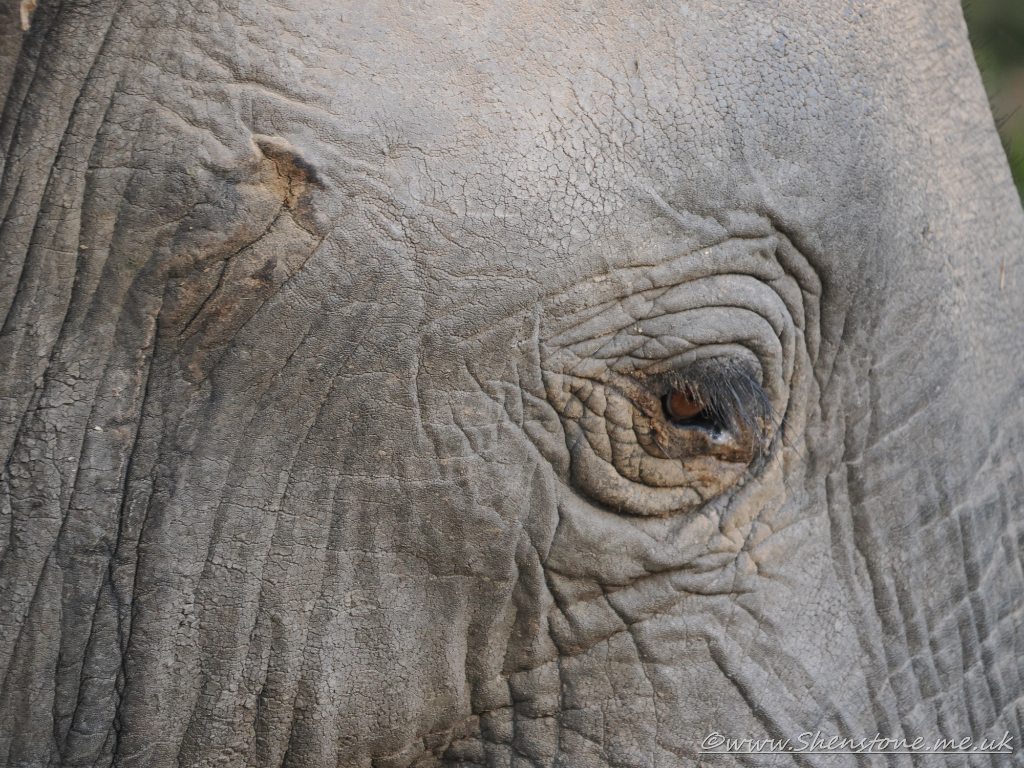 Elephant, South Luangwa, Zambia     