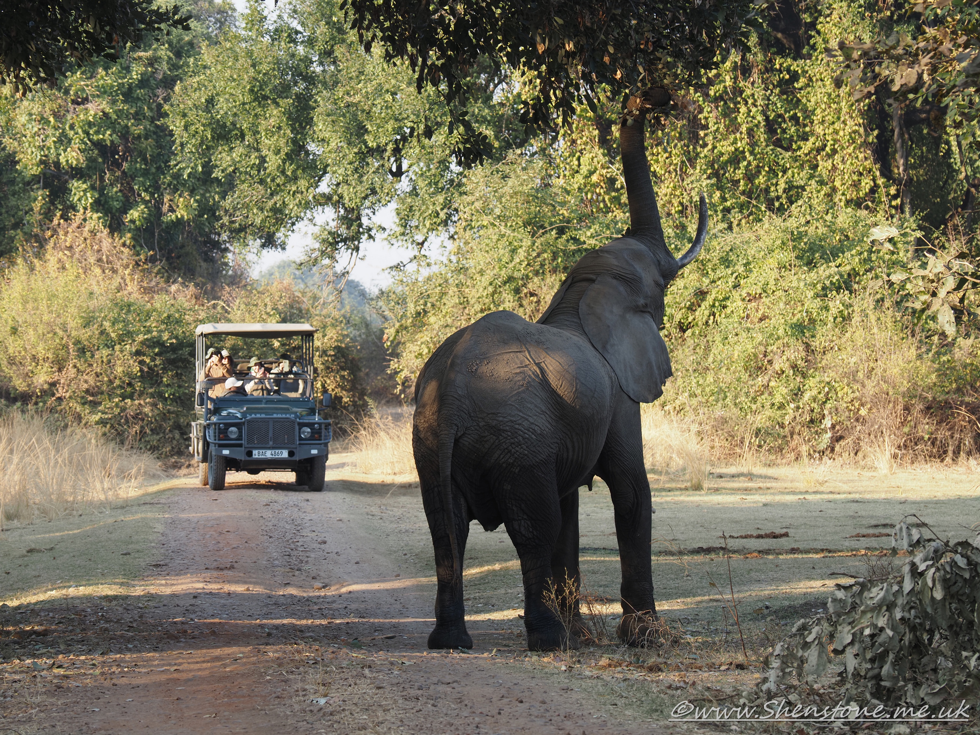 Elephant, South Luangwa, Zambia     