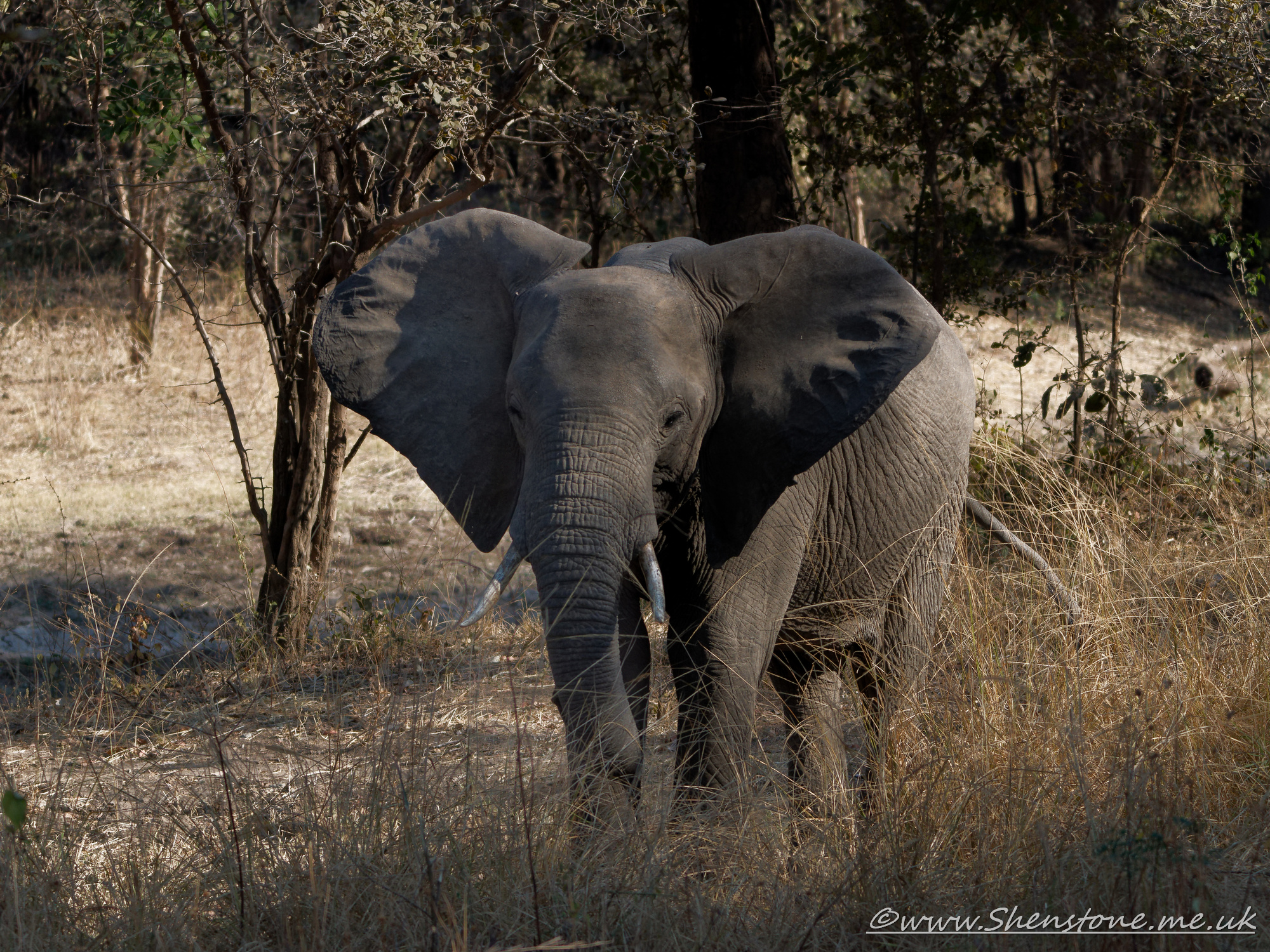 Zambia, <br>South Luangwa