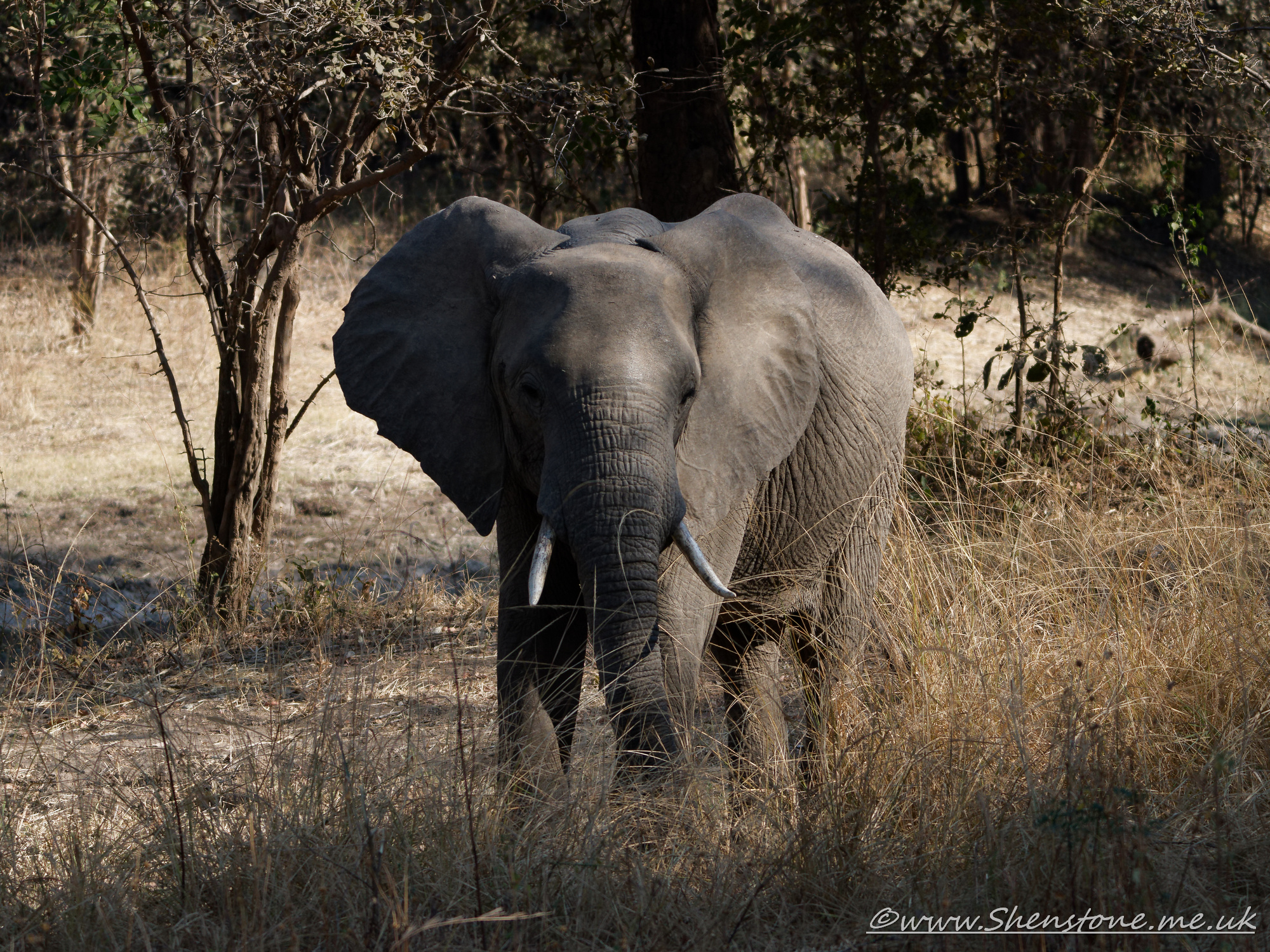 Elephant, South Luangwa, Zambia     