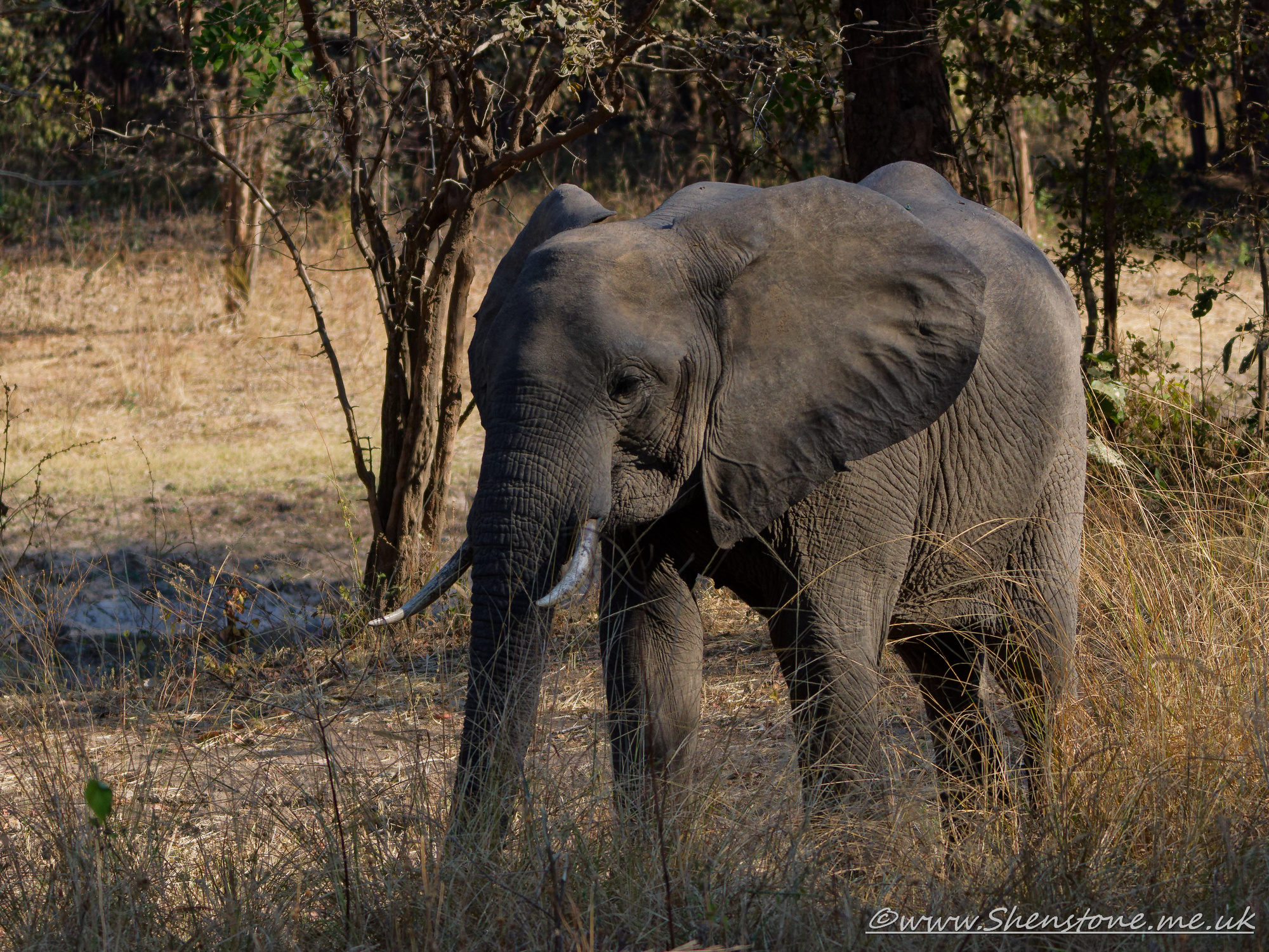 Elephant, South Luangwa, Zambia     