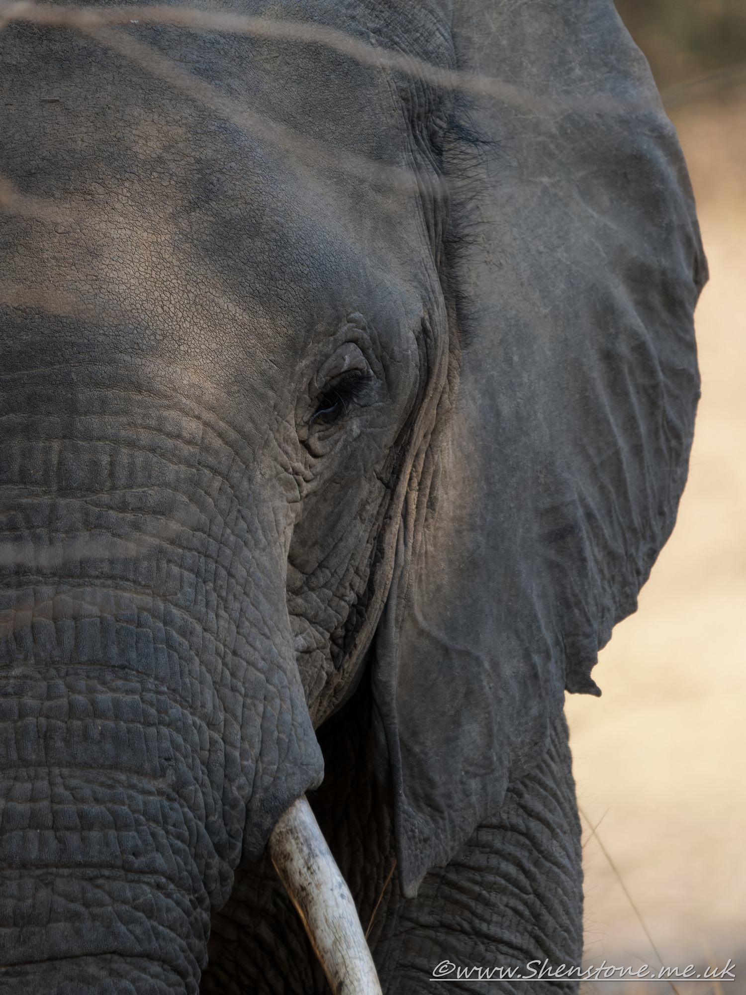 Elephant, South Luangwa, Zambia     