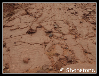 Rippled sands with vertebrate remains