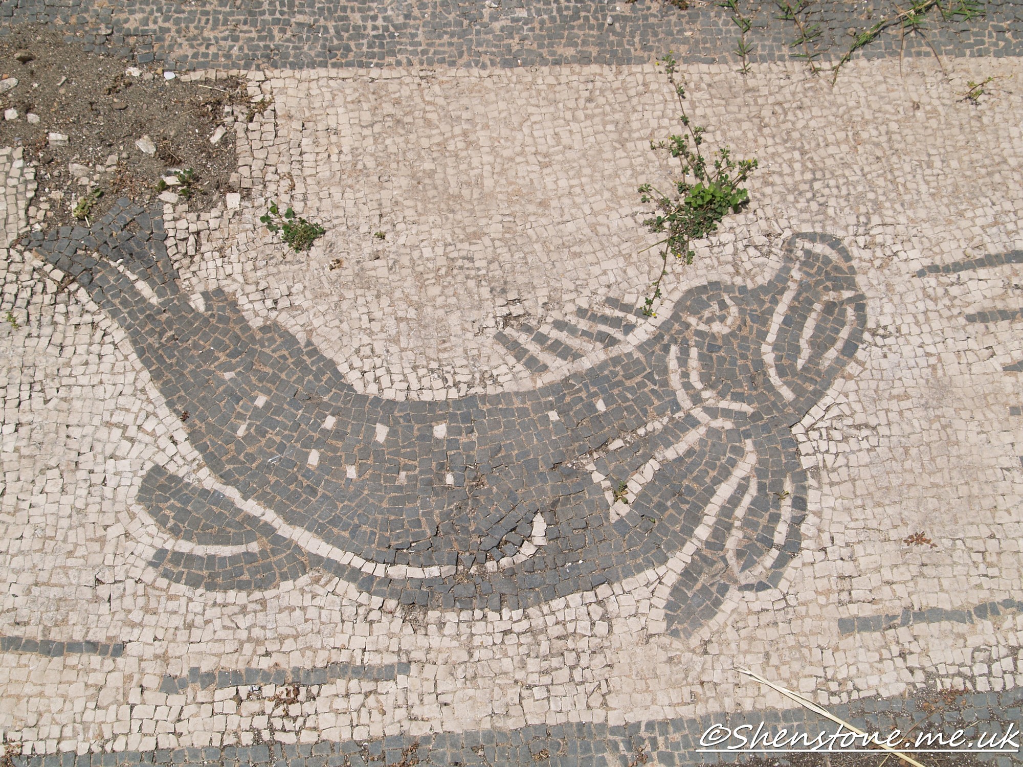 Mosaic fish, Ostia Antica, Italy