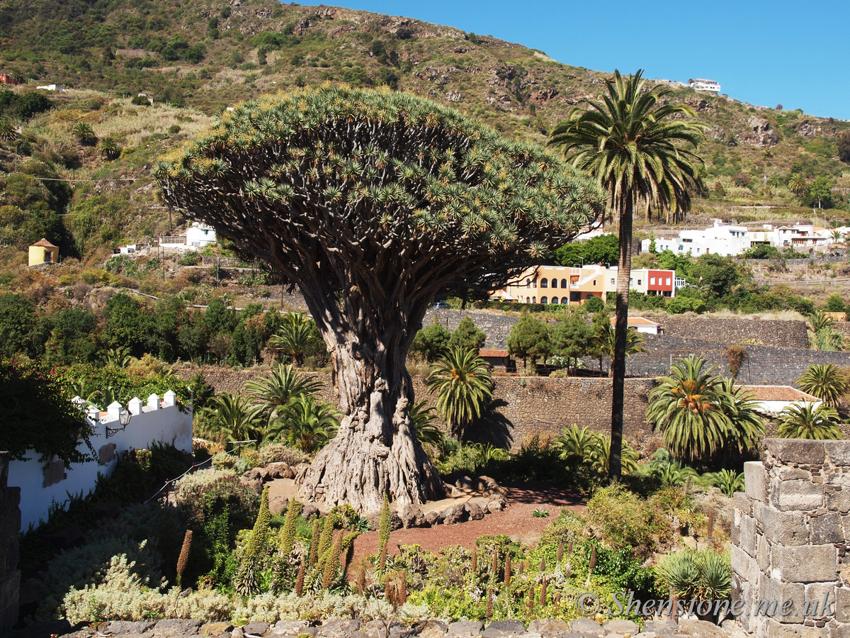 Dragon Tree Icod  de los Vinos