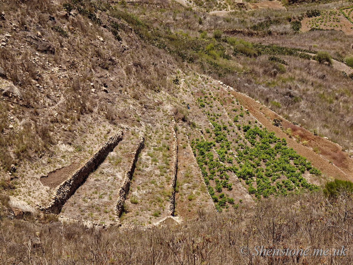 Terraced fields 