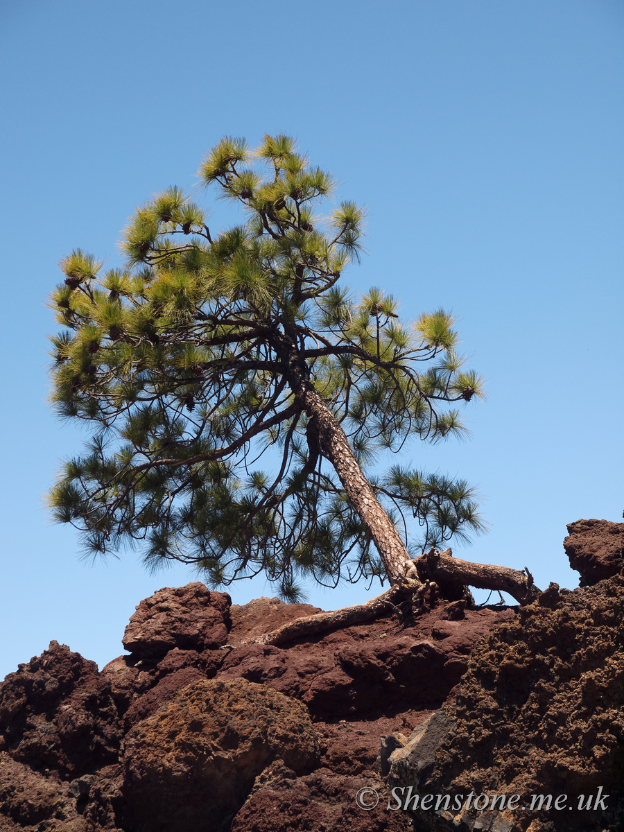 Tree, Las Canadas caldera: The devil's cauldron