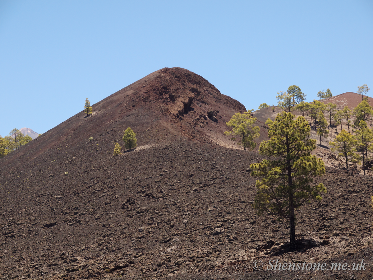 Tree, Las Canadas caldera: The devil's cauldron