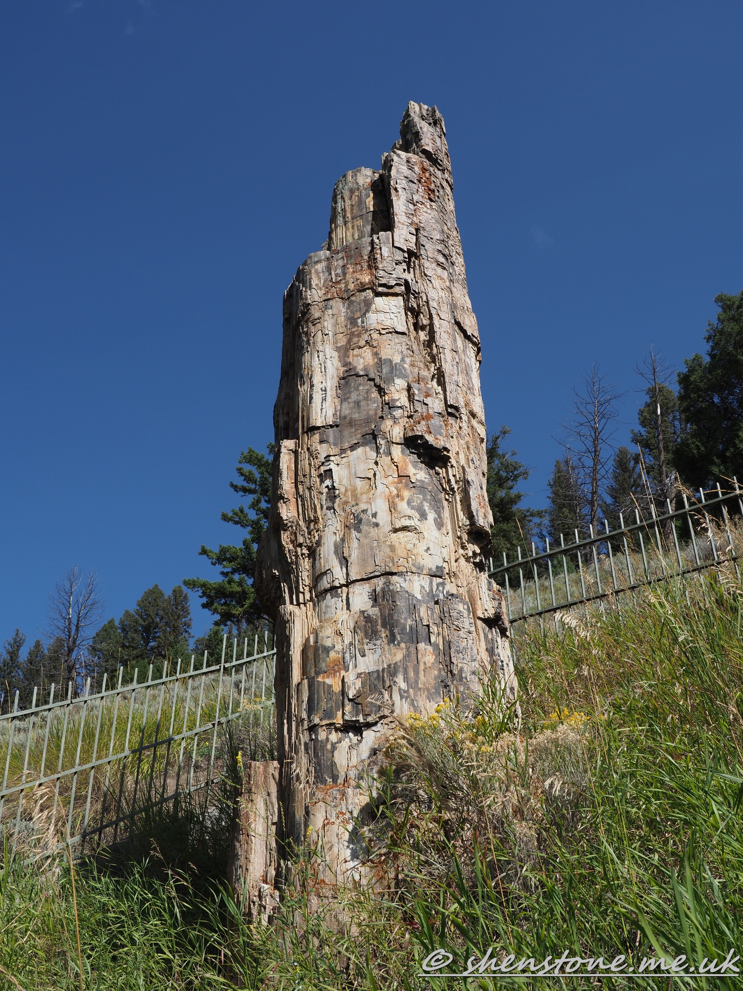Petrified Tree, Yellowstone National Park, Wyoming, USA