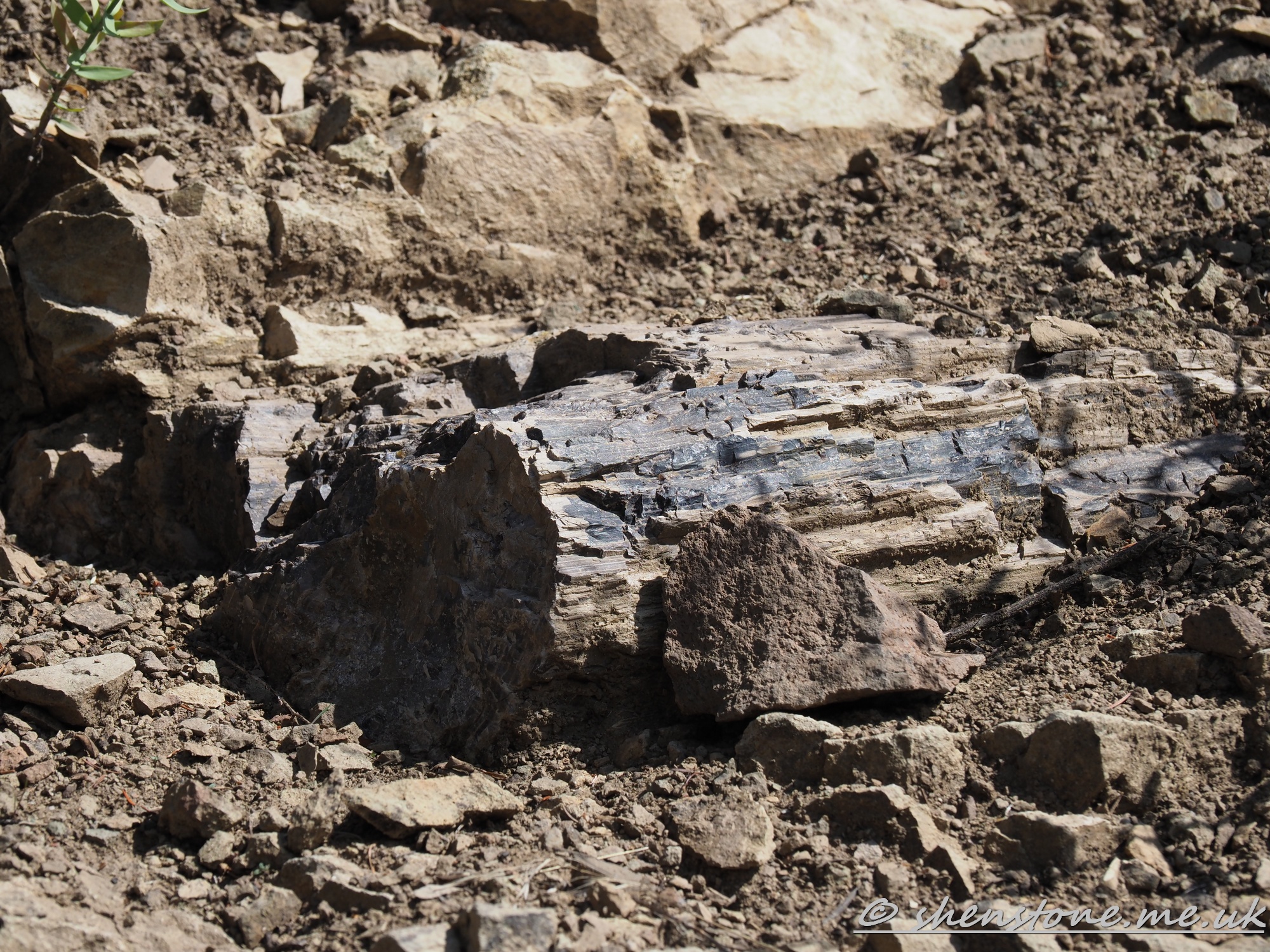 Petrified Tree, Yellowstone National Park, Wyoming, USA