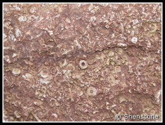 Carboniferous
                        Limestone with Crinoid ossicles, Bendricks,
                        Wales UK