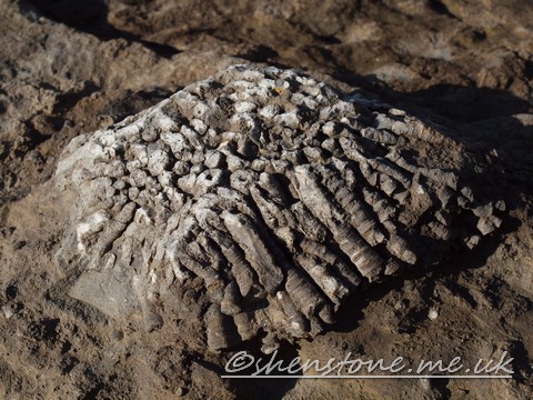 Tabulate Coral colony in Carboniferous aged Limestone, Ogmore, Wales UK