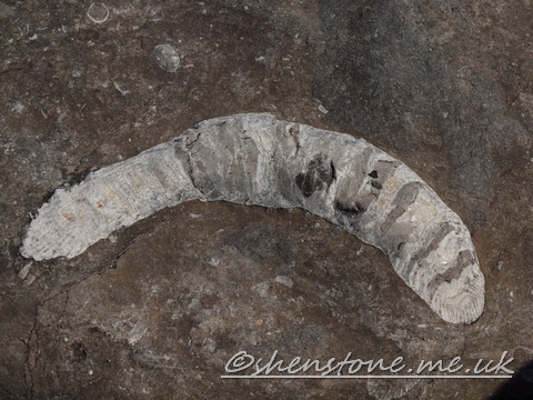Caninia coral sectioned in Carboniferous aged Limestone, Ogmore, Wales UK