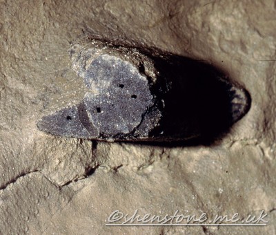 Ctenacanthus Major in Ogof Draenen with blood vessel hole in the bone