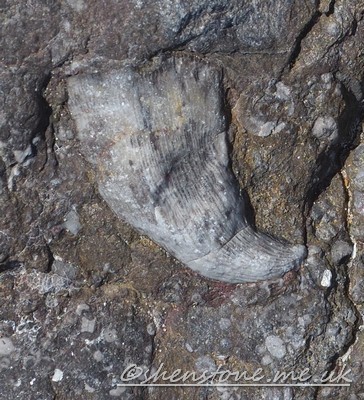 Rugose coral in Carboniferous aged Limestone, Merthyr Mawr, Wales UK
