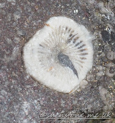 Transverse sectioned coral as useful for dating, Merthyr Mawr, Wales UK