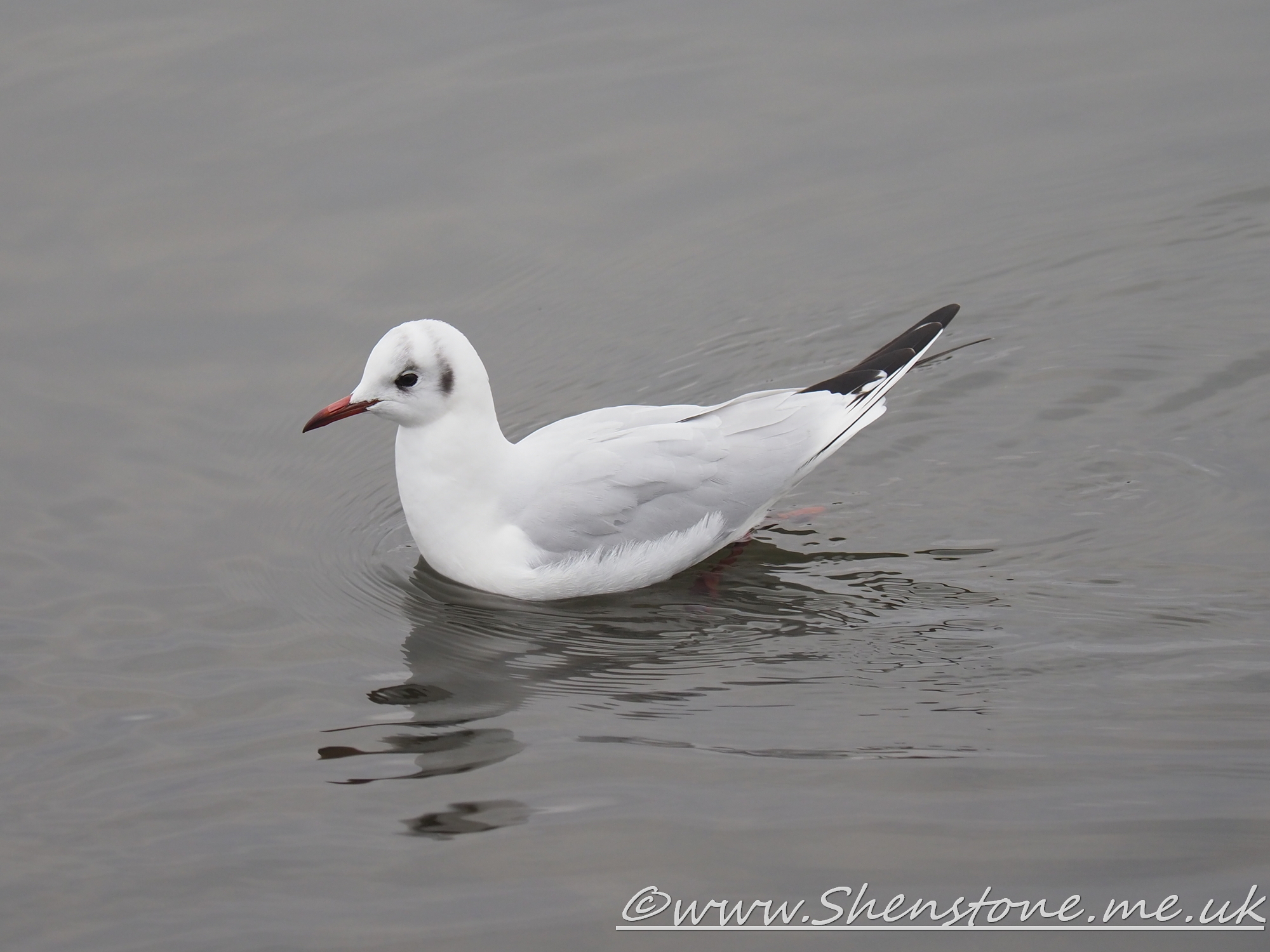Black-Headed Gull Cardiff Bay               
