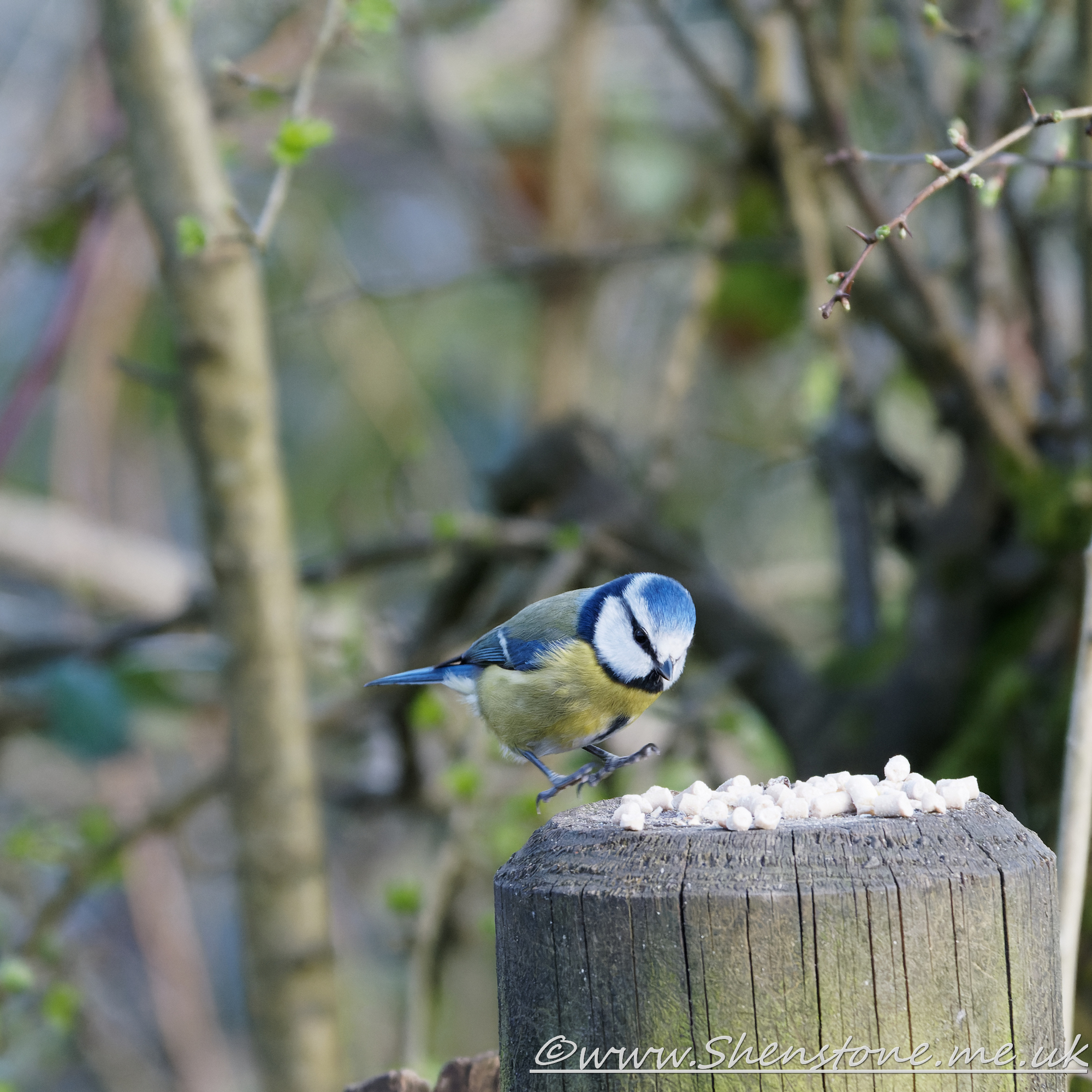 Bluetit Forest Farm                         