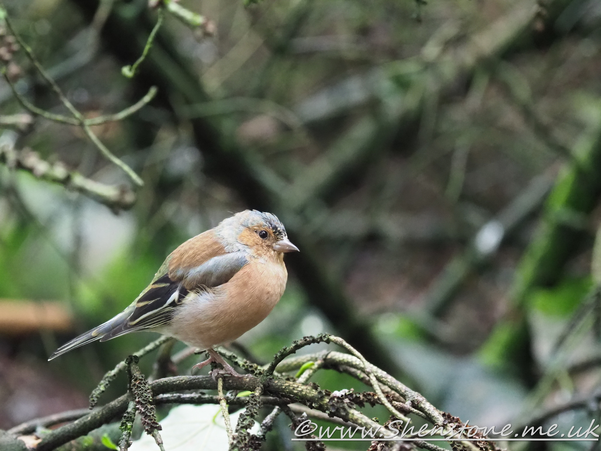 Chaffinch Keilder                           