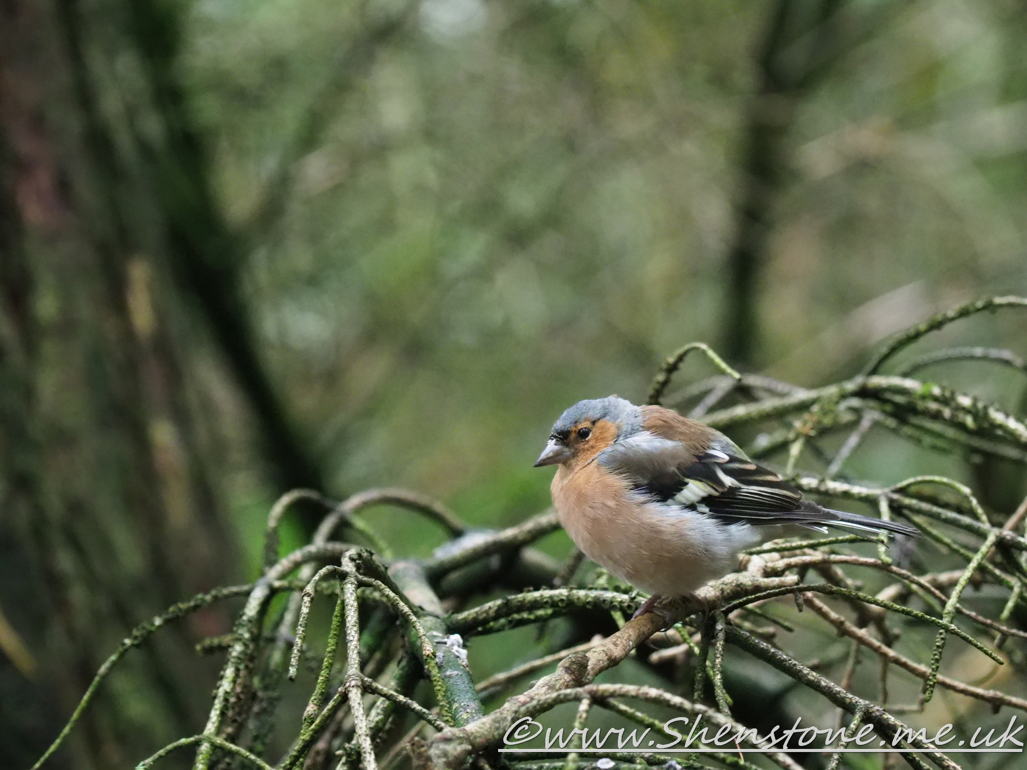 Chaffinch Kielder                           