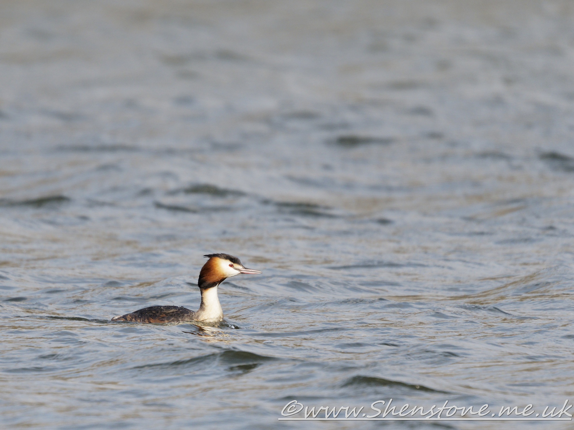 Great Crested Grebe Lamby Lake              